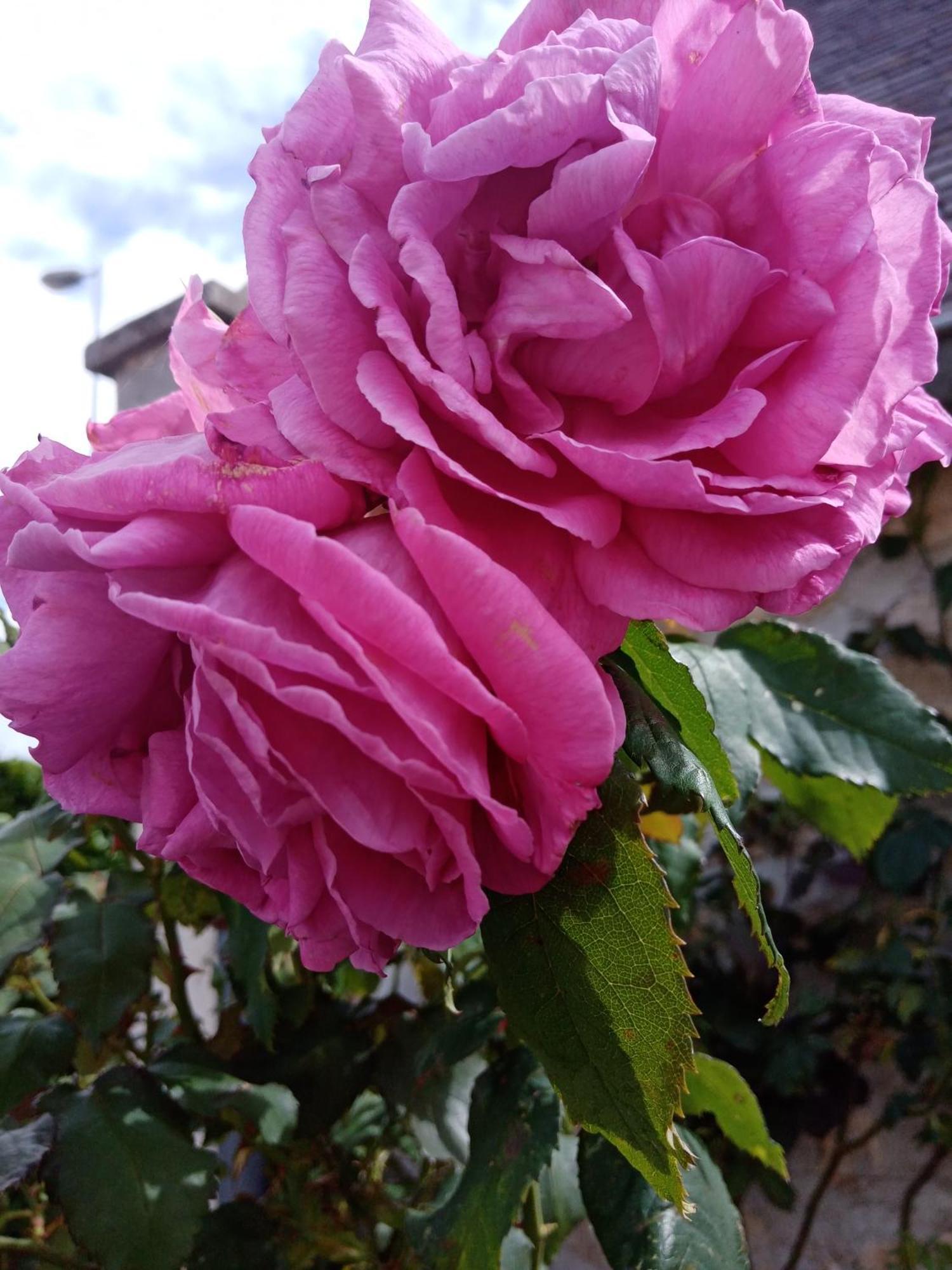 Rose Garden Bayeux Bed and Breakfast Eksteriør billede